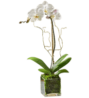 Pot.Orchid.plant.Fleurs.Victoriabea