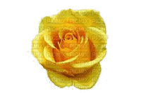 rosa amarela-l - Free PNG
