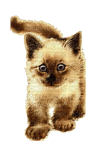 ani--katt---cat - 無料のアニメーション GIF