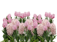 kukka  flower fleur - Free PNG