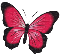 papillon- butterfly-garden