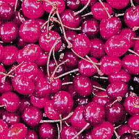 Pink Cherries Background