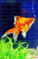 золотая рыбка - GIF เคลื่อนไหวฟรี