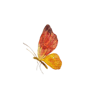 Бабочка - nemokama png