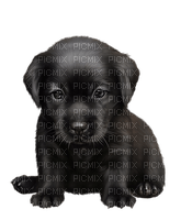 black puppy by nataliplus - PNG gratuit