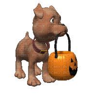 halloween chien dog gif with gift basket - GIF animé gratuit