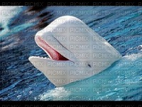 Beluga whale bp - png ฟรี