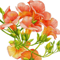 Blumen, Orange, Brunnenkresse - png gratis