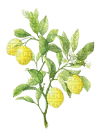 lemon branch - gratis png