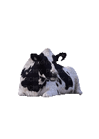 krowa - 無料のアニメーション GIF