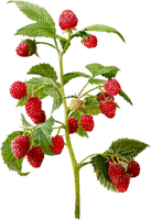 raspberries bp - 免费PNG