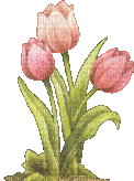 tulips pink gif tulipes fleur rose - GIF animé gratuit