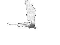 Птица - Ilmainen animoitu GIF