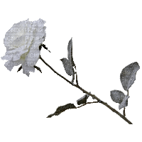 rose blanche - GIF animé gratuit