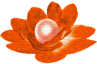 Animated.Flower.Pearl.Orange - By KittyKatLuv65 - Free animated GIF