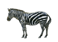 Kaz_Creations Zebra - ücretsiz png
