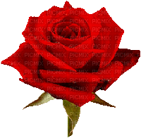 róża - Zdarma animovaný GIF