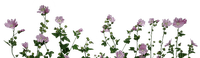 blommor---flowers - 無料png