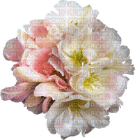 blomma-rosa-pink--pastell - Free PNG