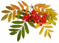 autumn deco by nataliplus - Free PNG