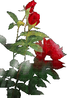 fleur, rose red , gif, Pelageya - Ingyenes animált GIF