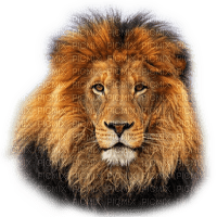 Rena Löwe Lion - PNG gratuit