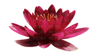 kukka, flower, fleur - 免费PNG