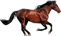 Kaz_Creations Animals Horses Horse - png gratuito