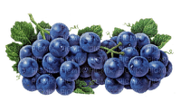 grapes Bb2 - PNG gratuit