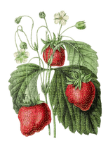 strawberries vintage sunshine3 - фрее пнг