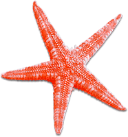 soave deco summer scrap starfish orange - nemokama png