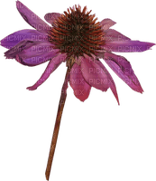 dolceluna spring purple flower - бесплатно png