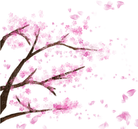 cherry blossom   Bb2