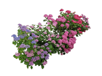 kwiaty - gratis png