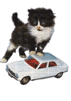 kitten with car - PNG gratuit