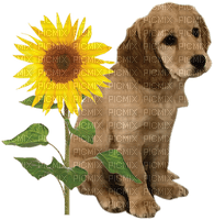 dog sunflower chien tournesol - PNG gratuit