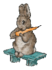 rabbit - Zdarma animovaný GIF