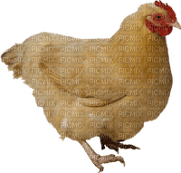 Kaz_Creations Chicken - darmowe png