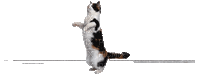 cat chat katze animal  gif  anime animated animation      tube fun dance dancer - Gratis geanimeerde GIF