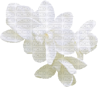 White Flowers - GIF animasi gratis