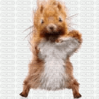 eichhörnchen - GIF animé gratuit