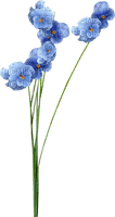 Blue flower.Fleurs.Bouquet.Victoriabea