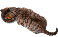 Tiere - zdarma png