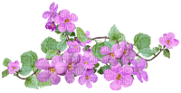 kukka, fleur, flower - ingyenes png