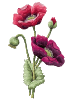 Mohnblumen, Poppy - Bezmaksas animēts GIF