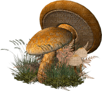 patymirabelle automne champignons - PNG gratuit