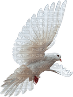 colombe-61 - PNG gratuit
