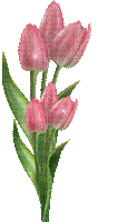 flower-tulipe rose
