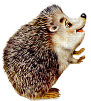 Hedgehog Autumn - Bogusia - Free PNG