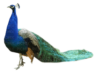 Kaz_Creations Peacock Bird - nemokama png